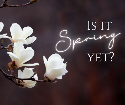 The Spring Equinox: Using "Functional Botanicals" to Reset Your Space